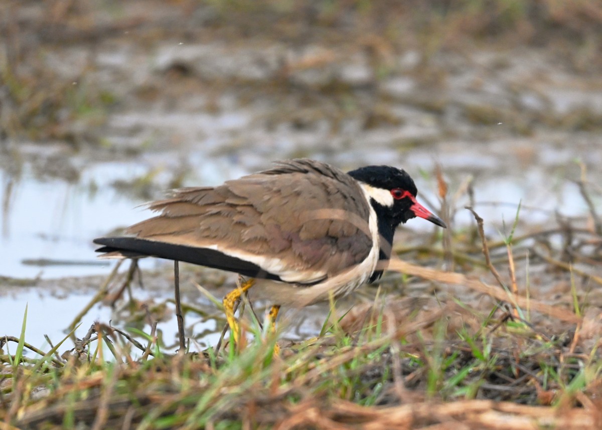 Büyük Kızkuşu - ML647427684