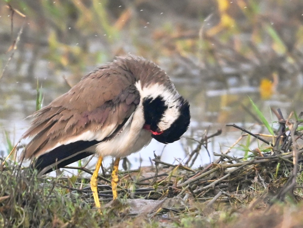 Büyük Kızkuşu - ML647427685