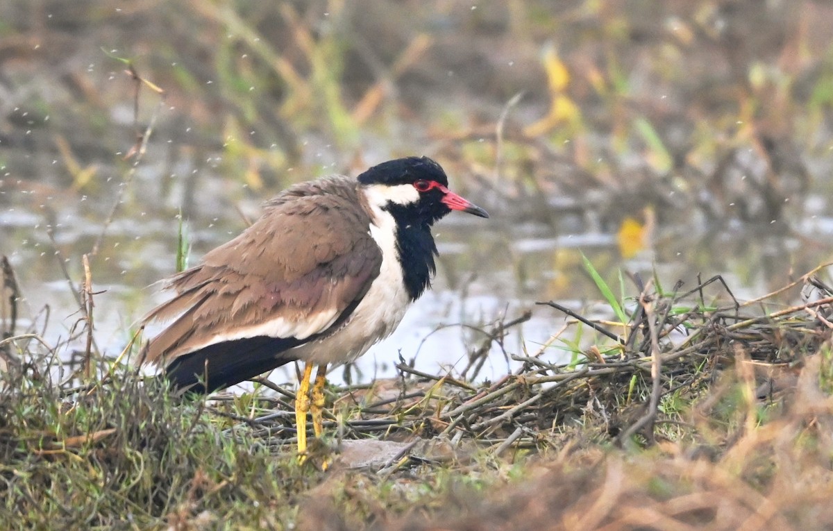 Büyük Kızkuşu - ML647427686