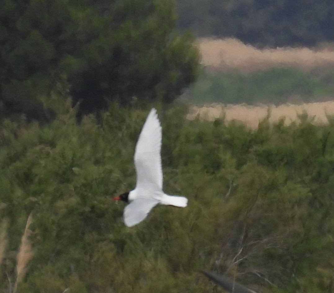 Mediterranean Gull - ML647427693