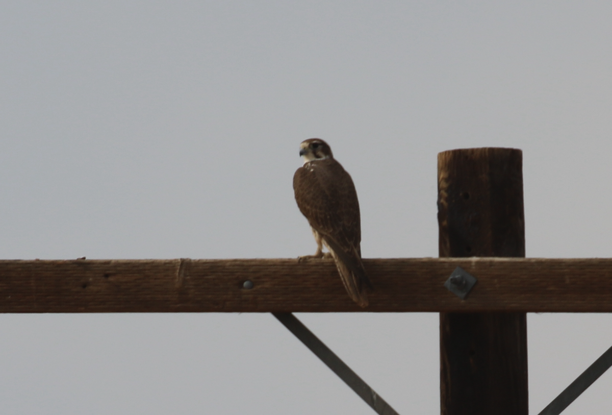 Prairie Falcon - ML647427694