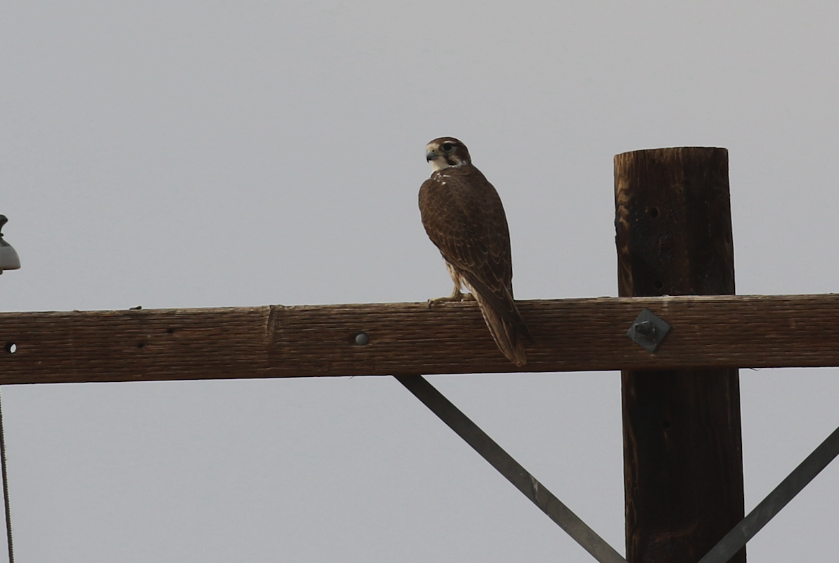 Prairie Falcon - ML647427695