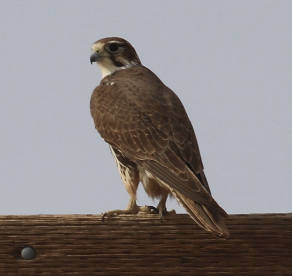 Prairie Falcon - ML647427696