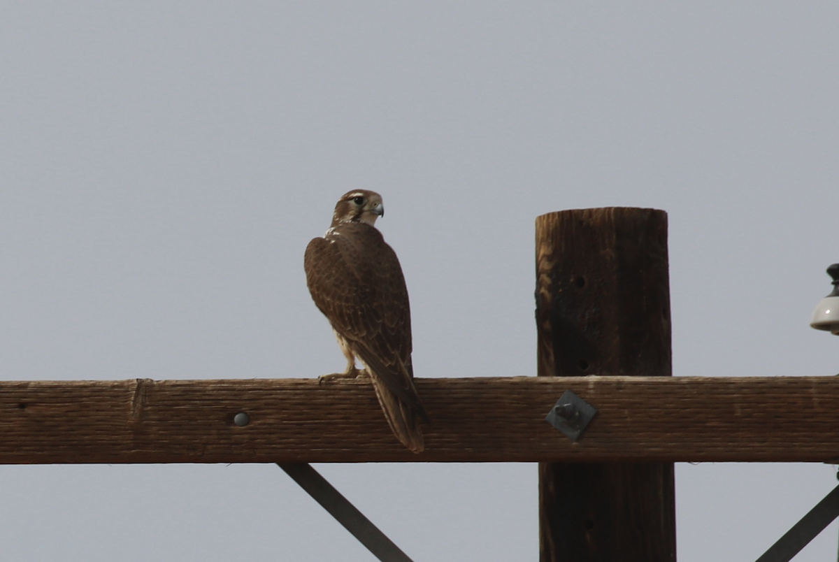 Prairie Falcon - ML647427697