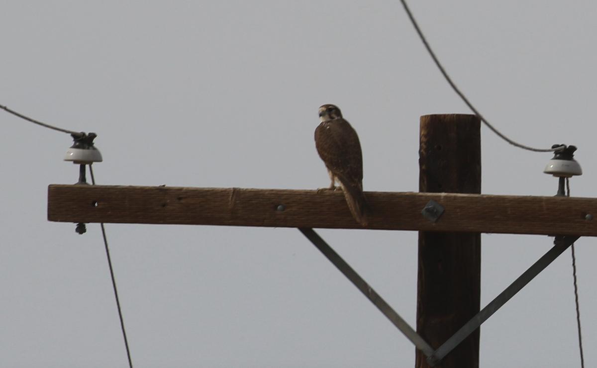 Prairie Falcon - ML647427699