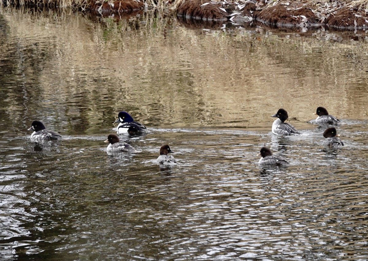 キタホオジロガモ - ML647427702