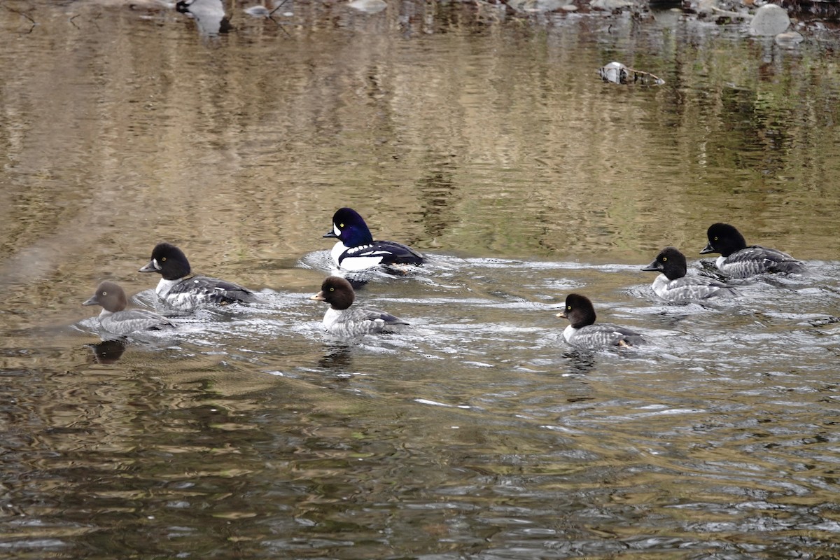 キタホオジロガモ - ML647427703