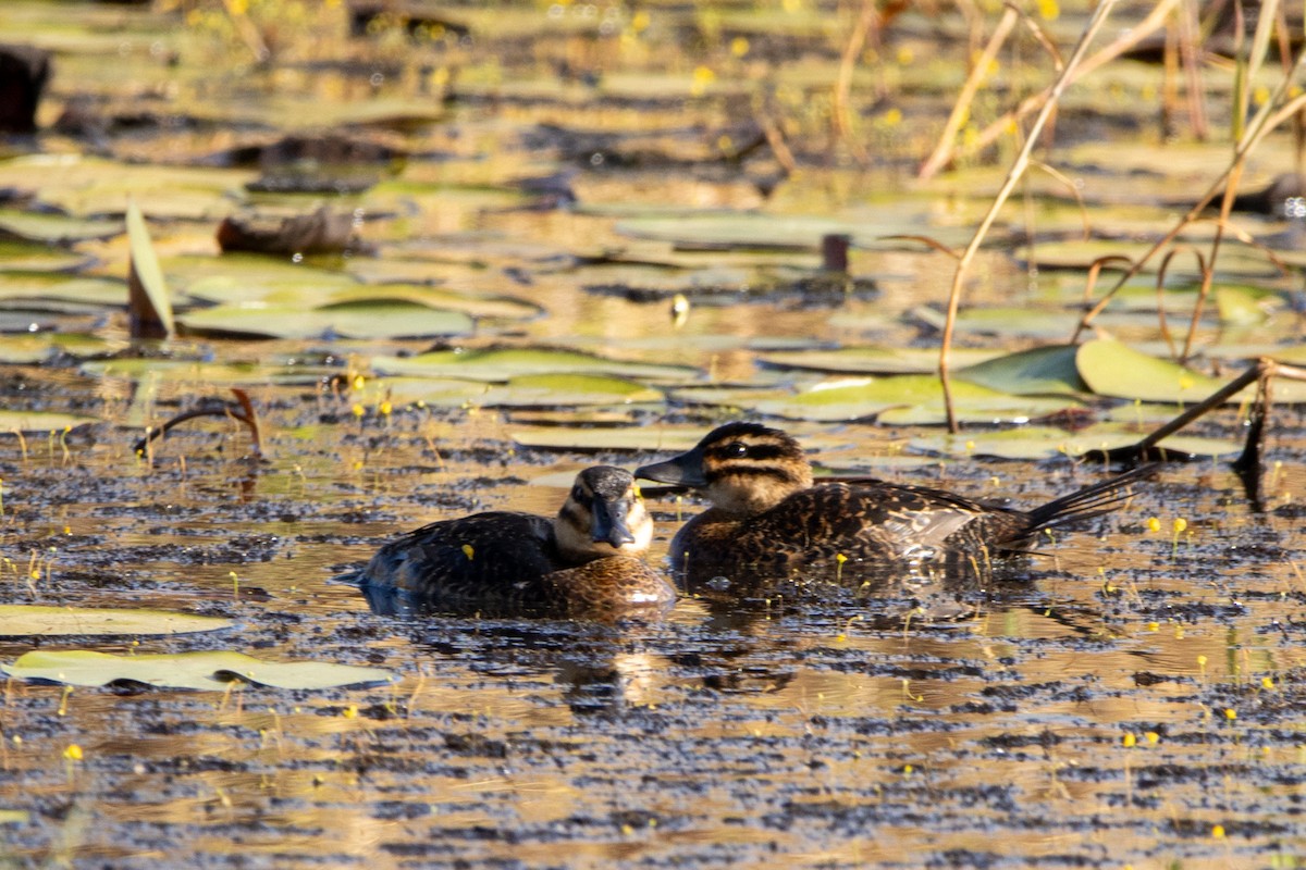 Masked Duck - ML647427708