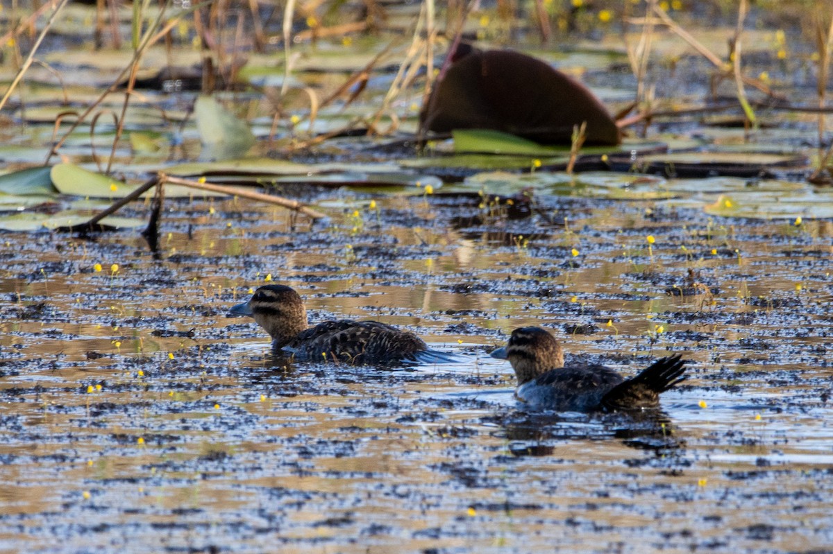 Masked Duck - ML647427709
