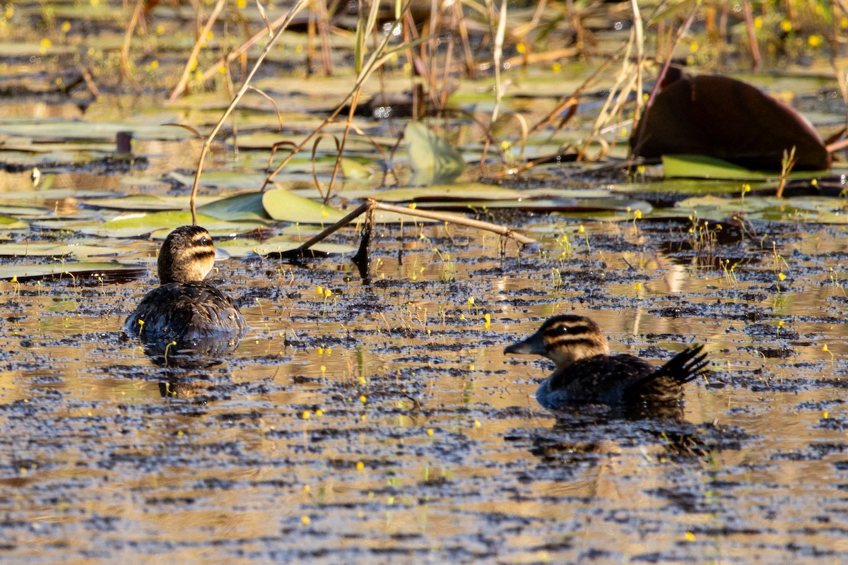 Masked Duck - ML647427710