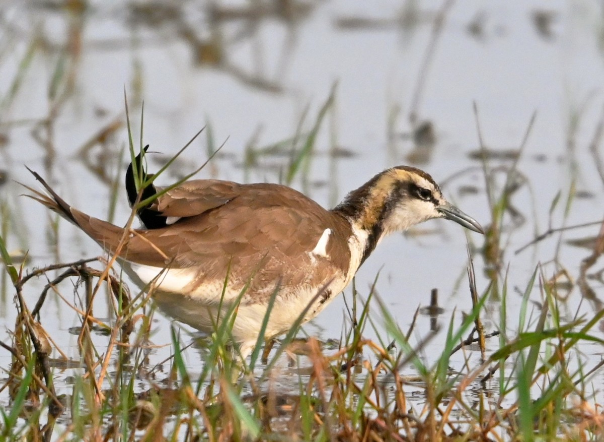 fasanbladhøne - ML647427720