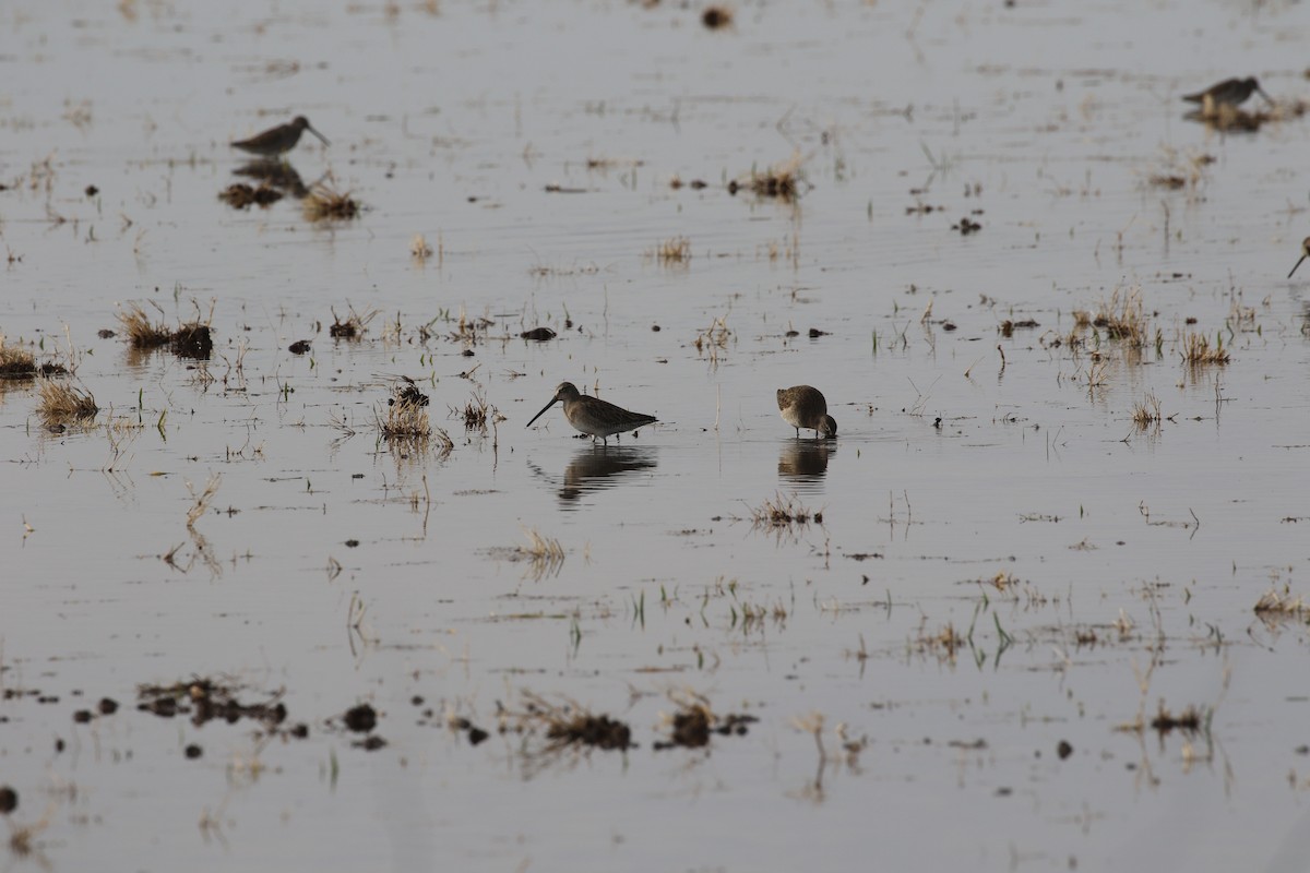 Kuliska oilagorra - ML647427760