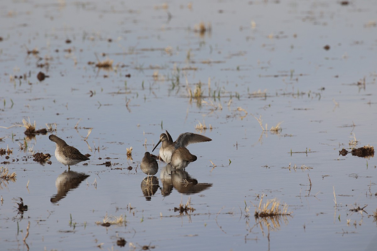 Kuliska oilagorra - ML647427761