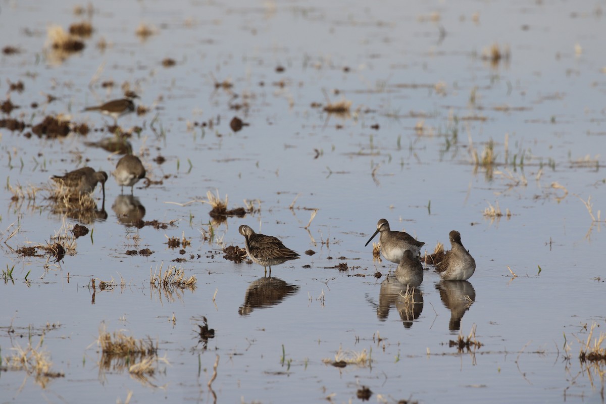 Kuliska oilagorra - ML647427762