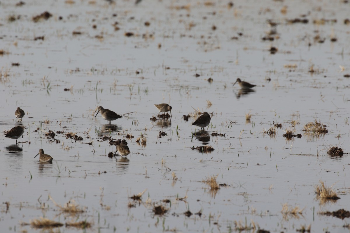 Kuliska oilagorra - ML647427763