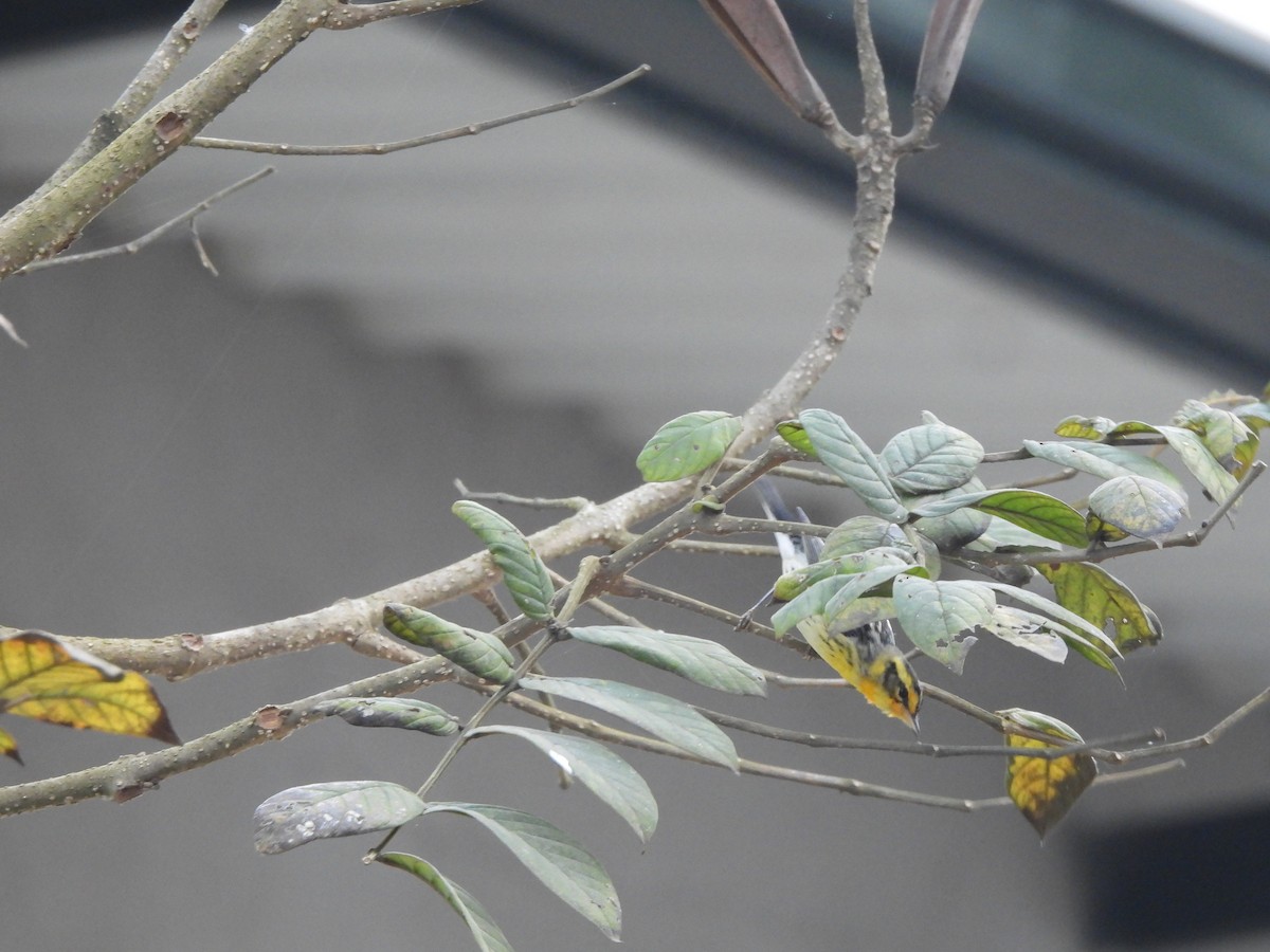 Reinita Gorjinaranja - ML647427766