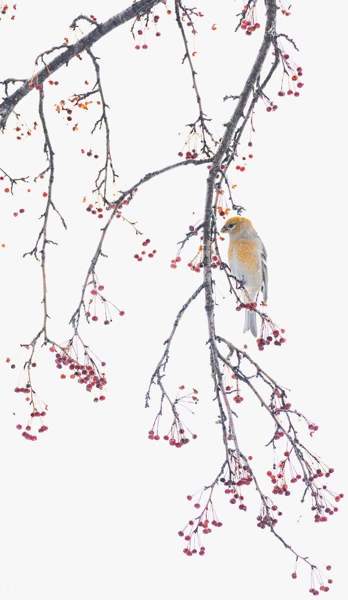 Смеречник тайговий - ML647427781