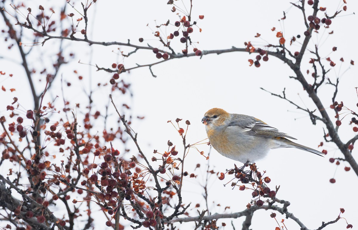 Смеречник тайговий - ML647427782