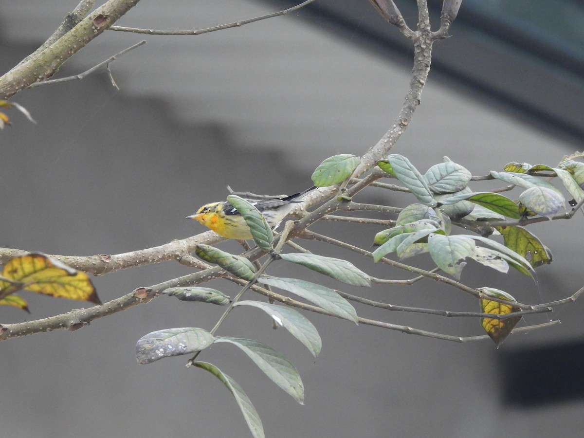 Reinita Gorjinaranja - ML647427783