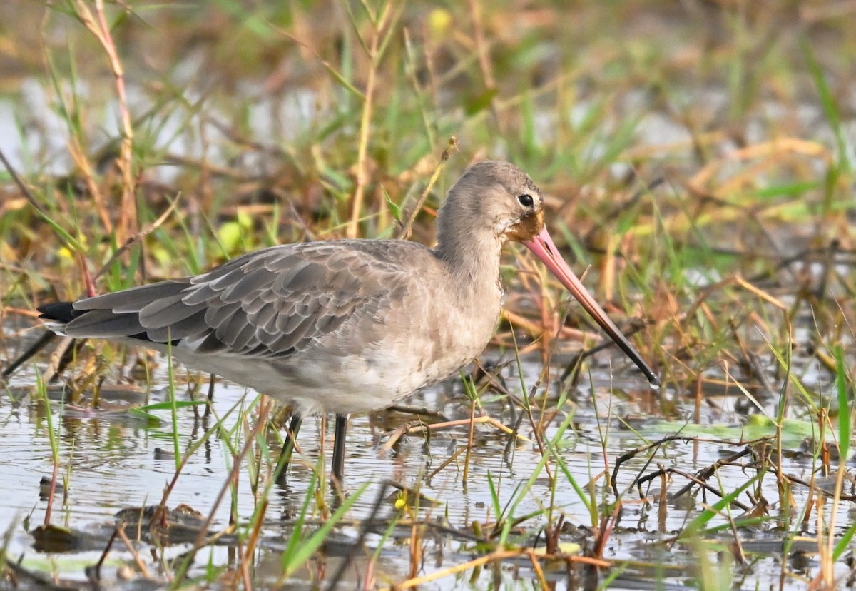 Морин цууцал - ML647427784