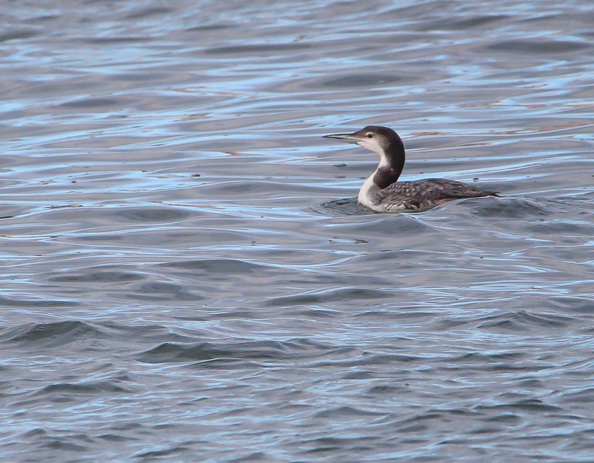 Common Loon - ML647427786