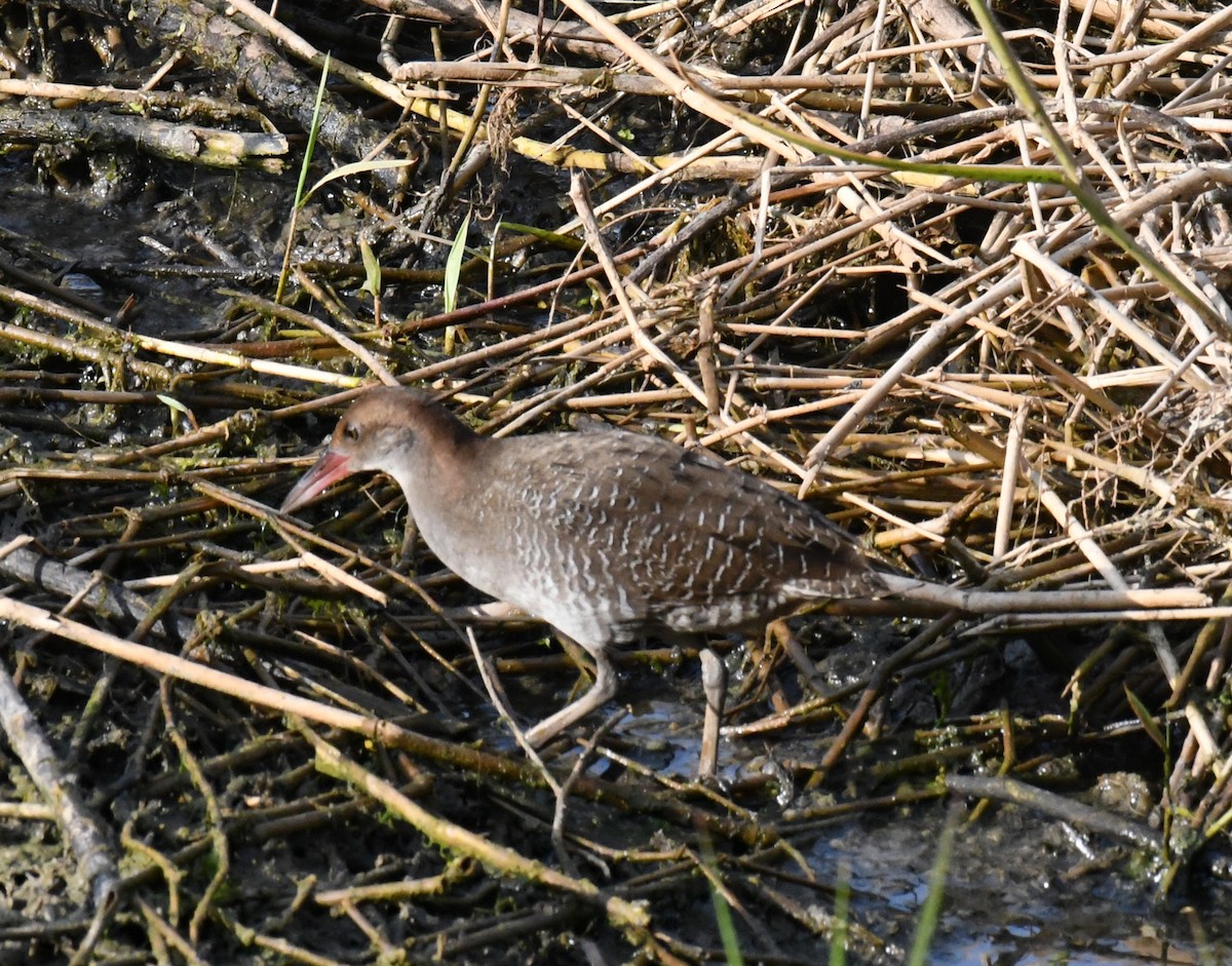 Slaty-breasted Rail - ML647427788