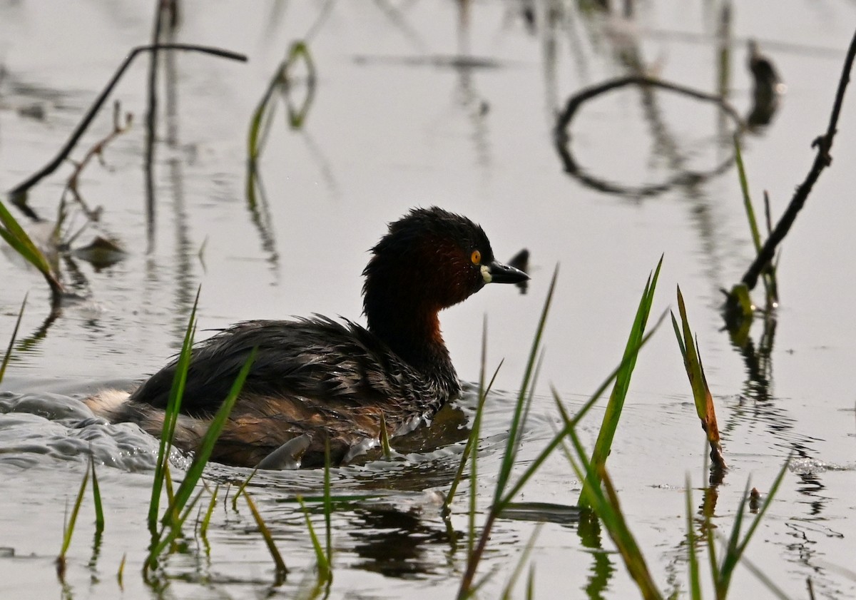 Хурган шунгуур - ML647427800