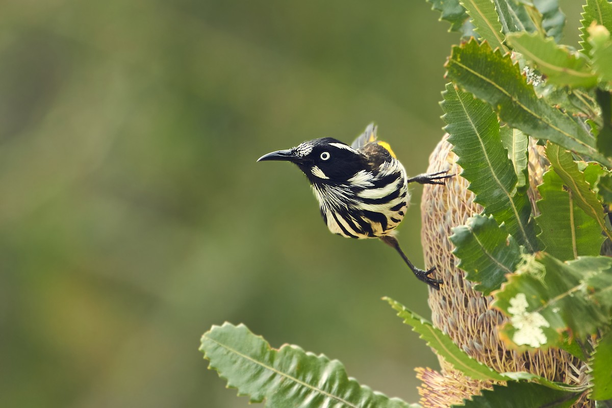 New Holland Honeyeater - ML647427828