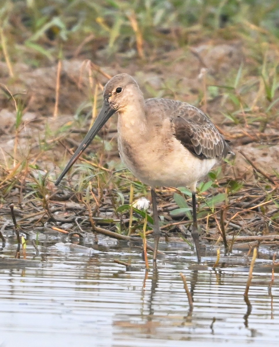 Морин цууцал - ML647427838