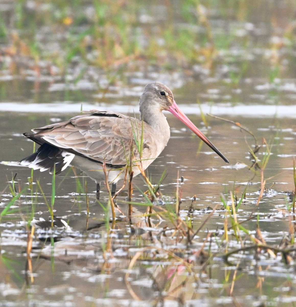 Морин цууцал - ML647427863