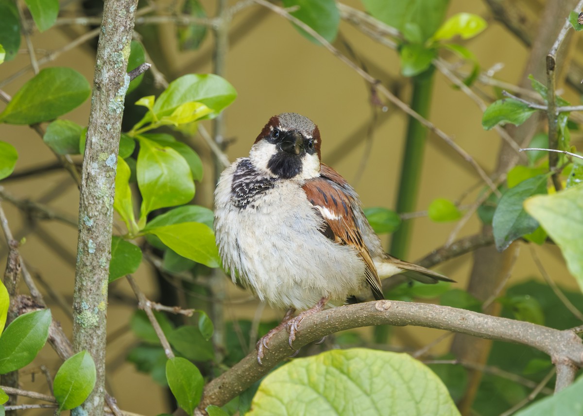 Gorrión Común - ML647427874