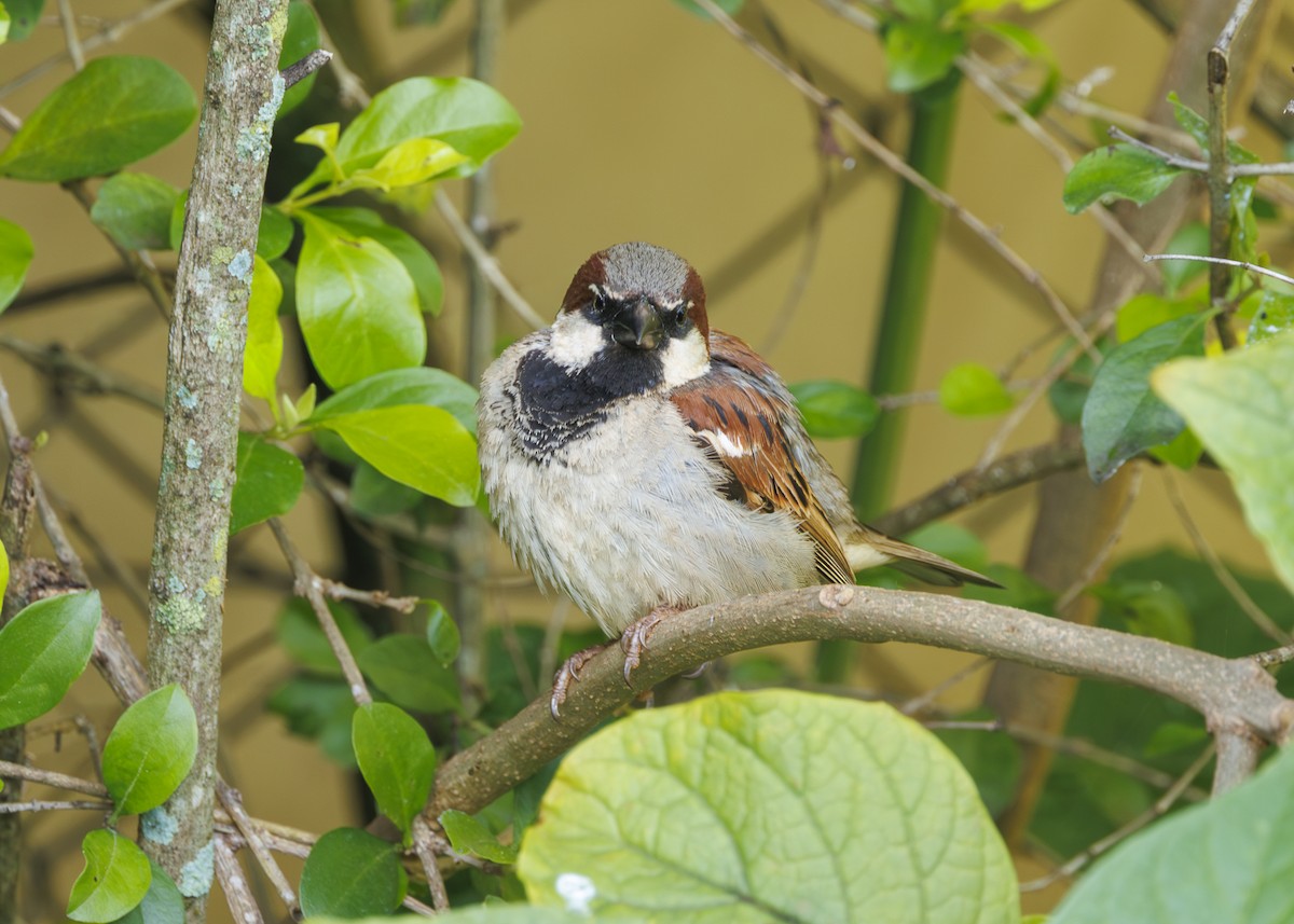 Gorrión Común - ML647427875