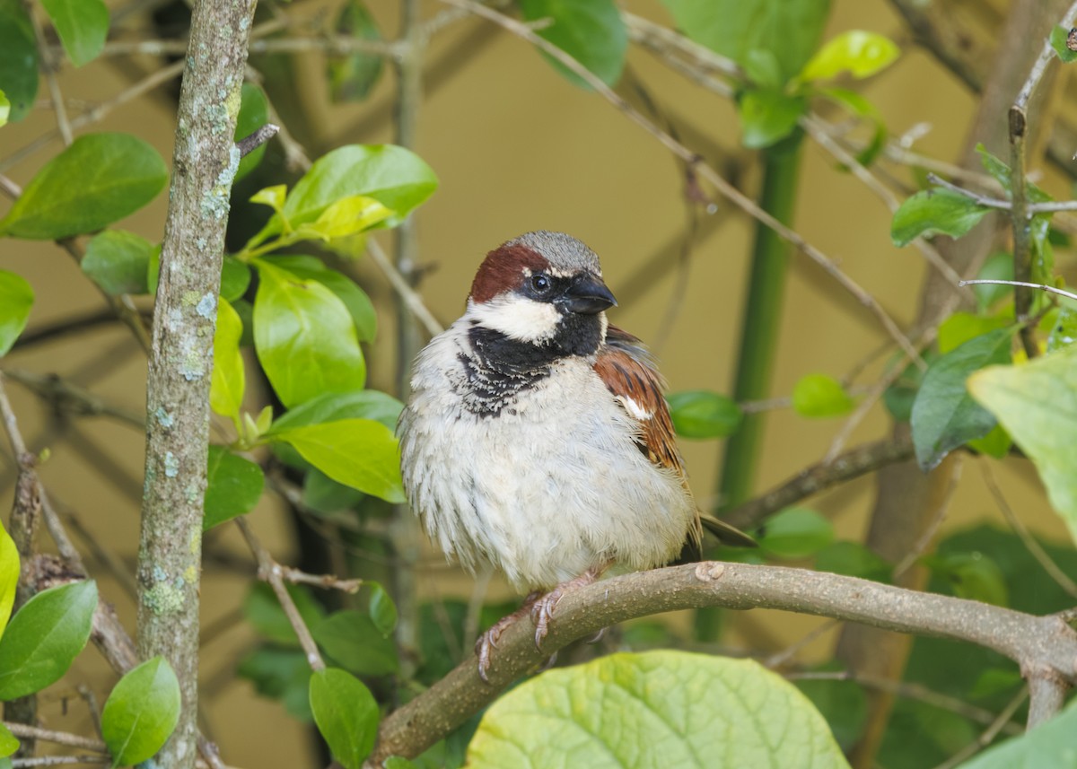 Gorrión Común - ML647427876