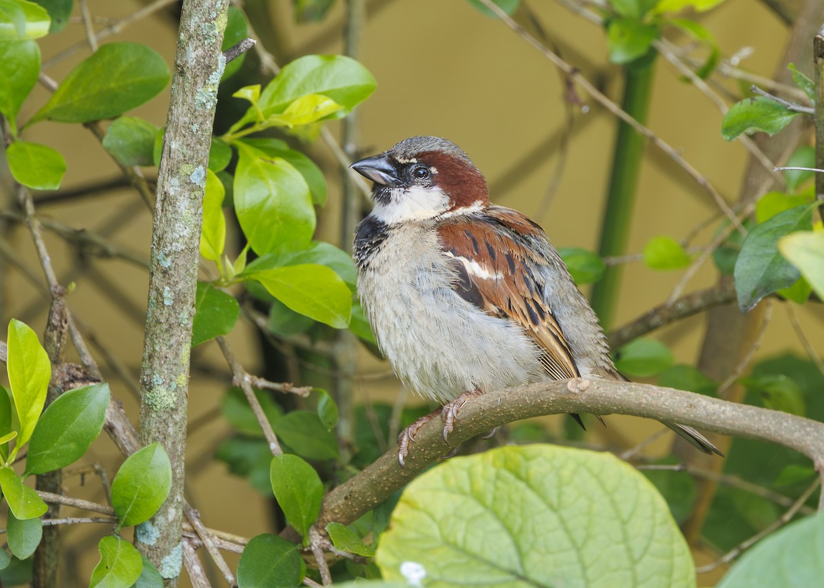 Gorrión Común - ML647427877