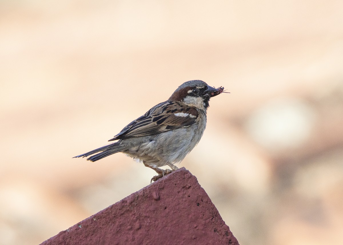 Gorrión Común - ML647427881