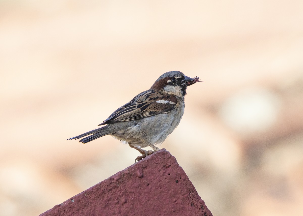 Gorrión Común - ML647427882