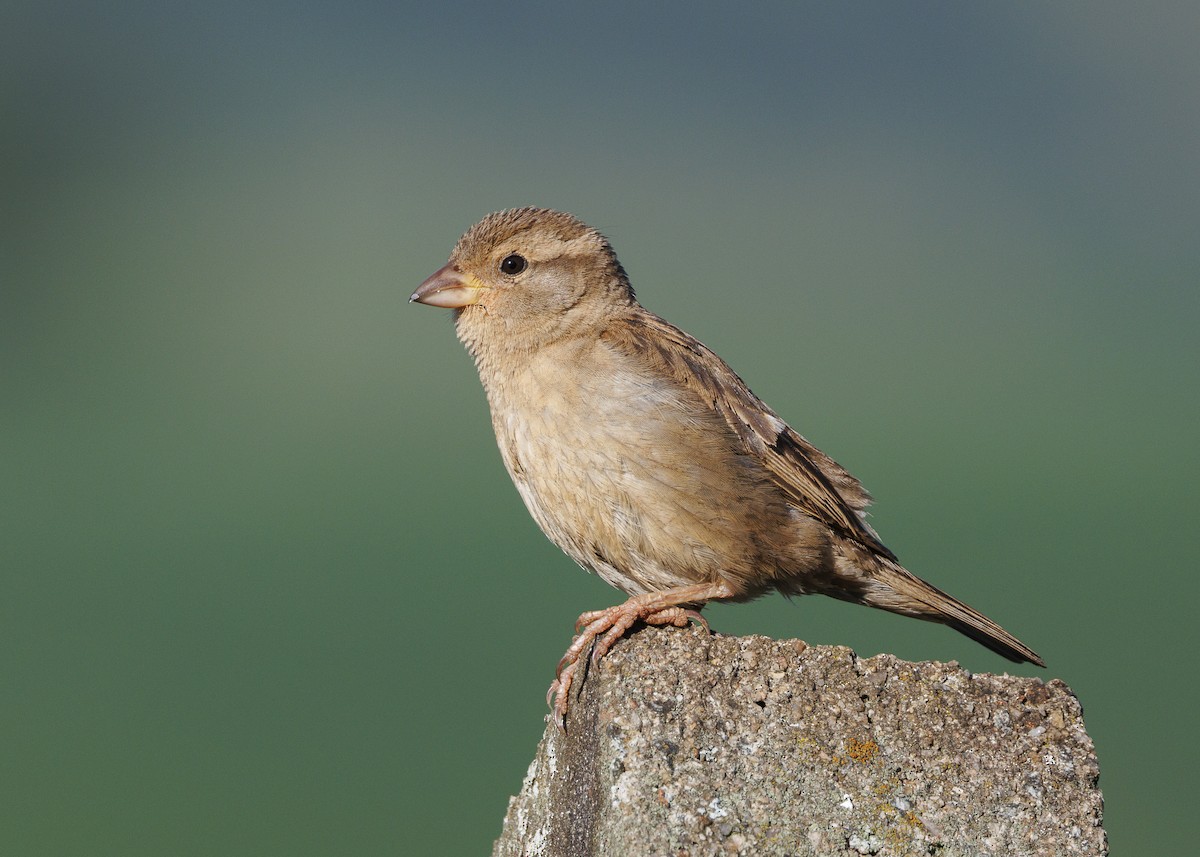 Gorrión Común - ML647427884