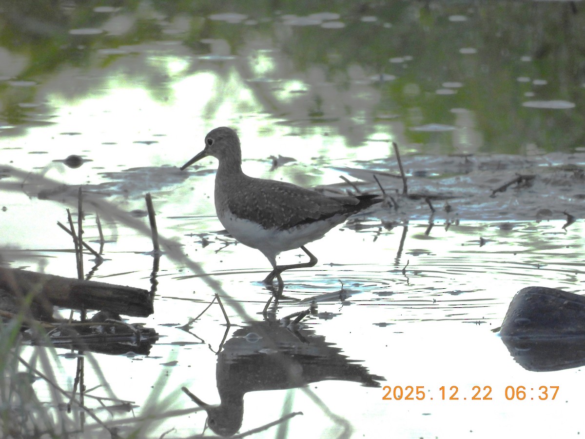 Solitary Sandpiper - ML647427889