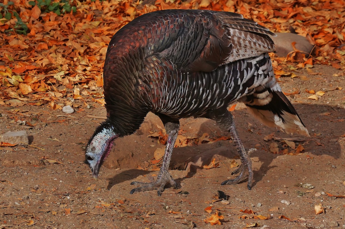 Dindon sauvage - ML647427912