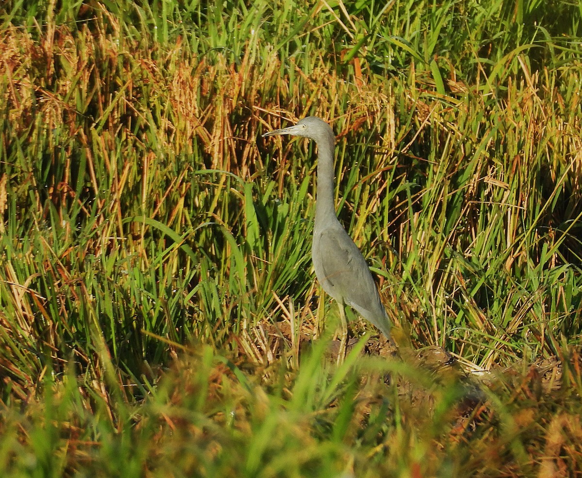 Little Blue Heron - ML647427932