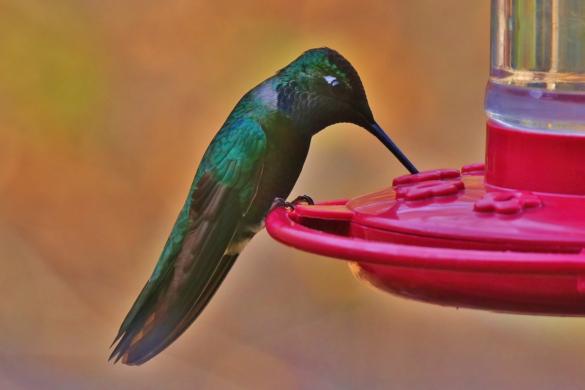 Colibri de Rivoli - ML647427933