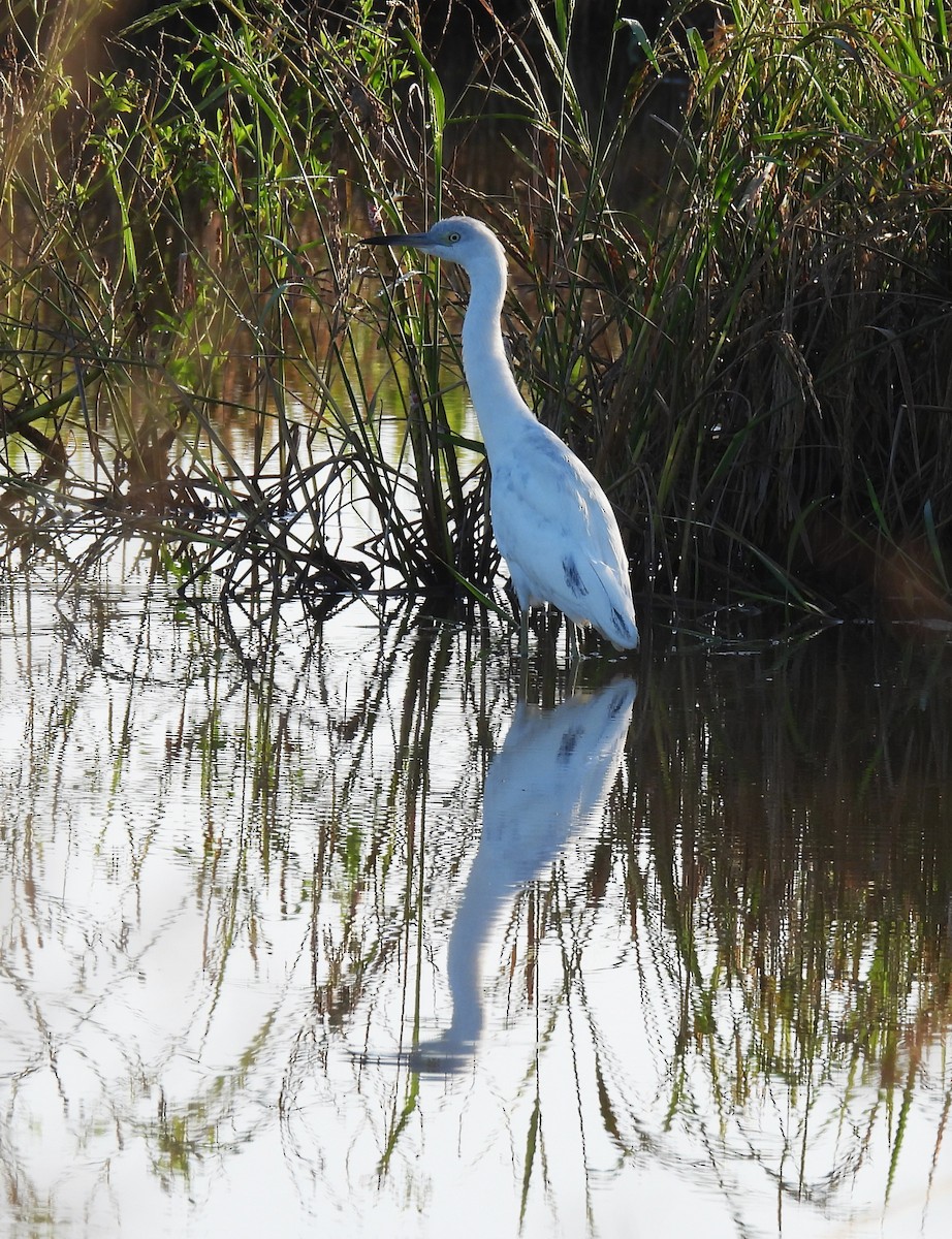 Little Blue Heron - ML647427934