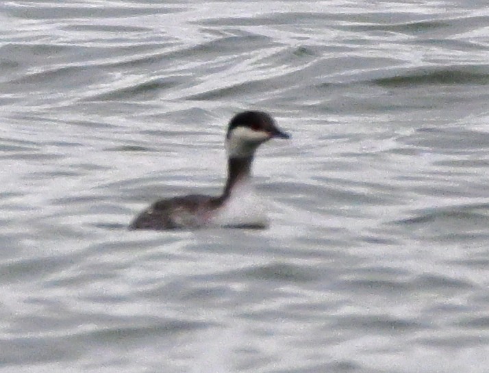 Horned Grebe - ML647427947