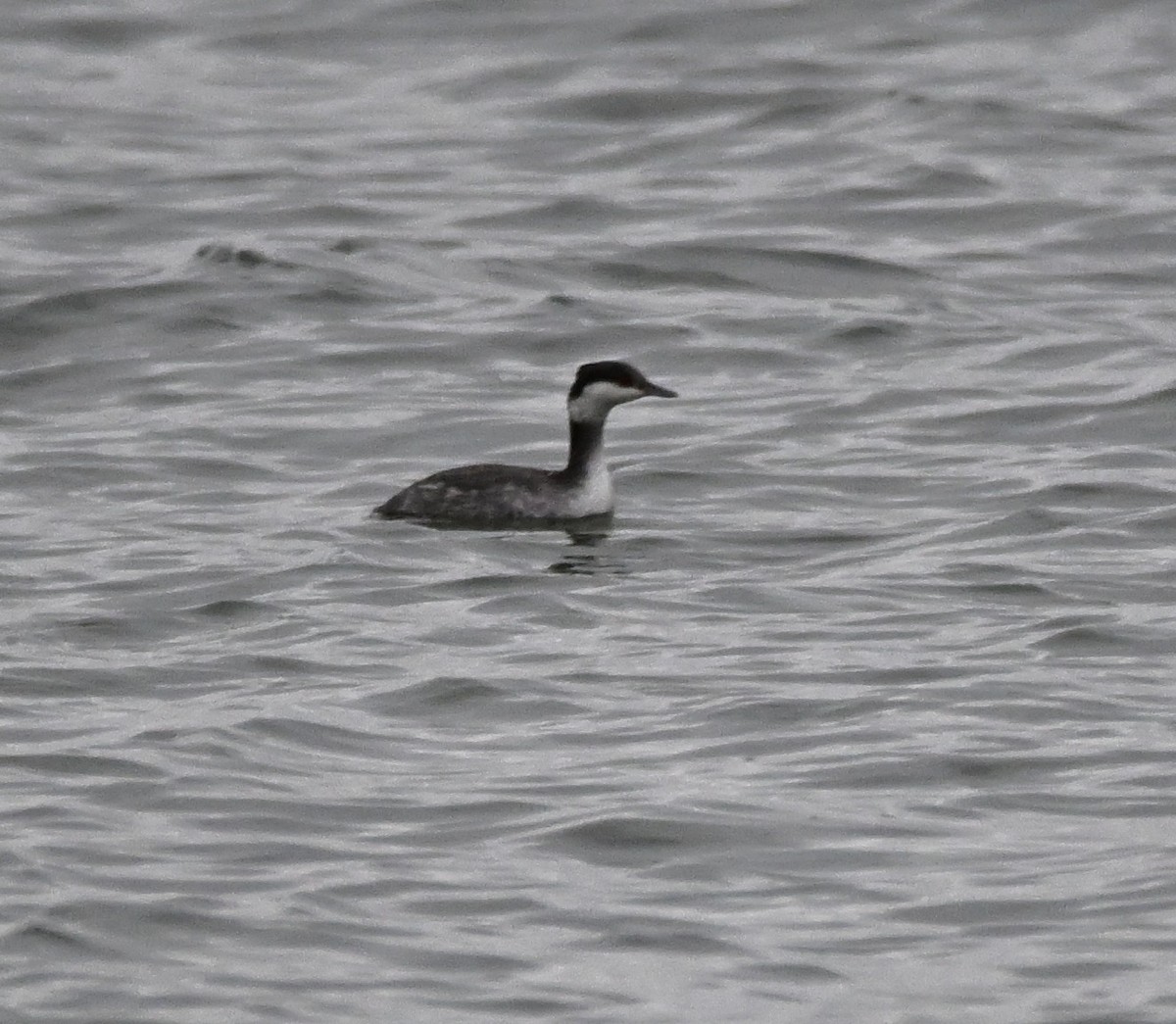 Horned Grebe - ML647427949