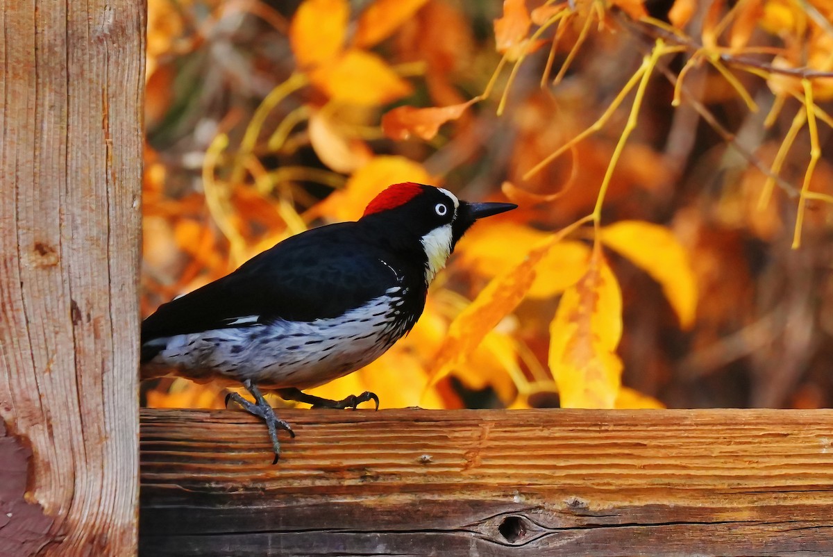 Pic glandivore - ML647427950