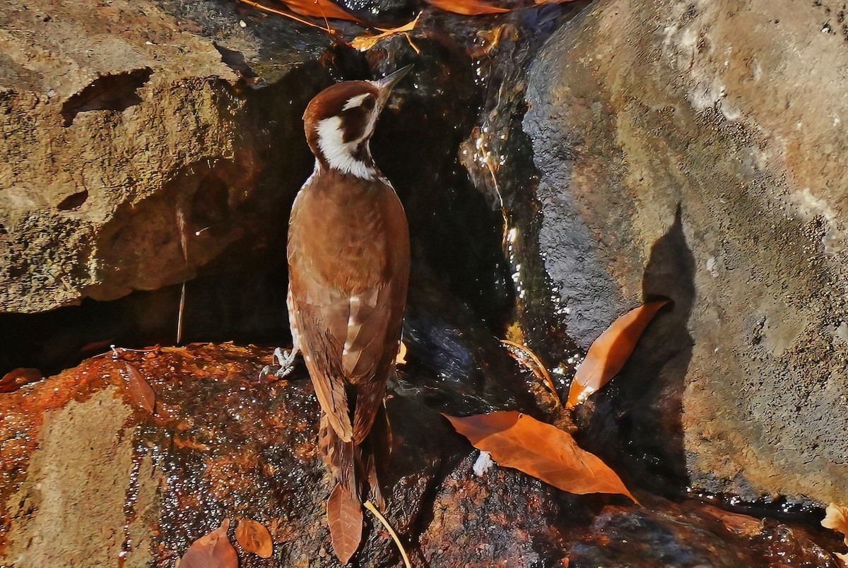 Pic d'Arizona - ML647427961