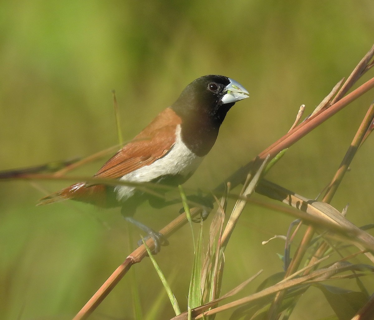 Tricolored Munia - ML647427963