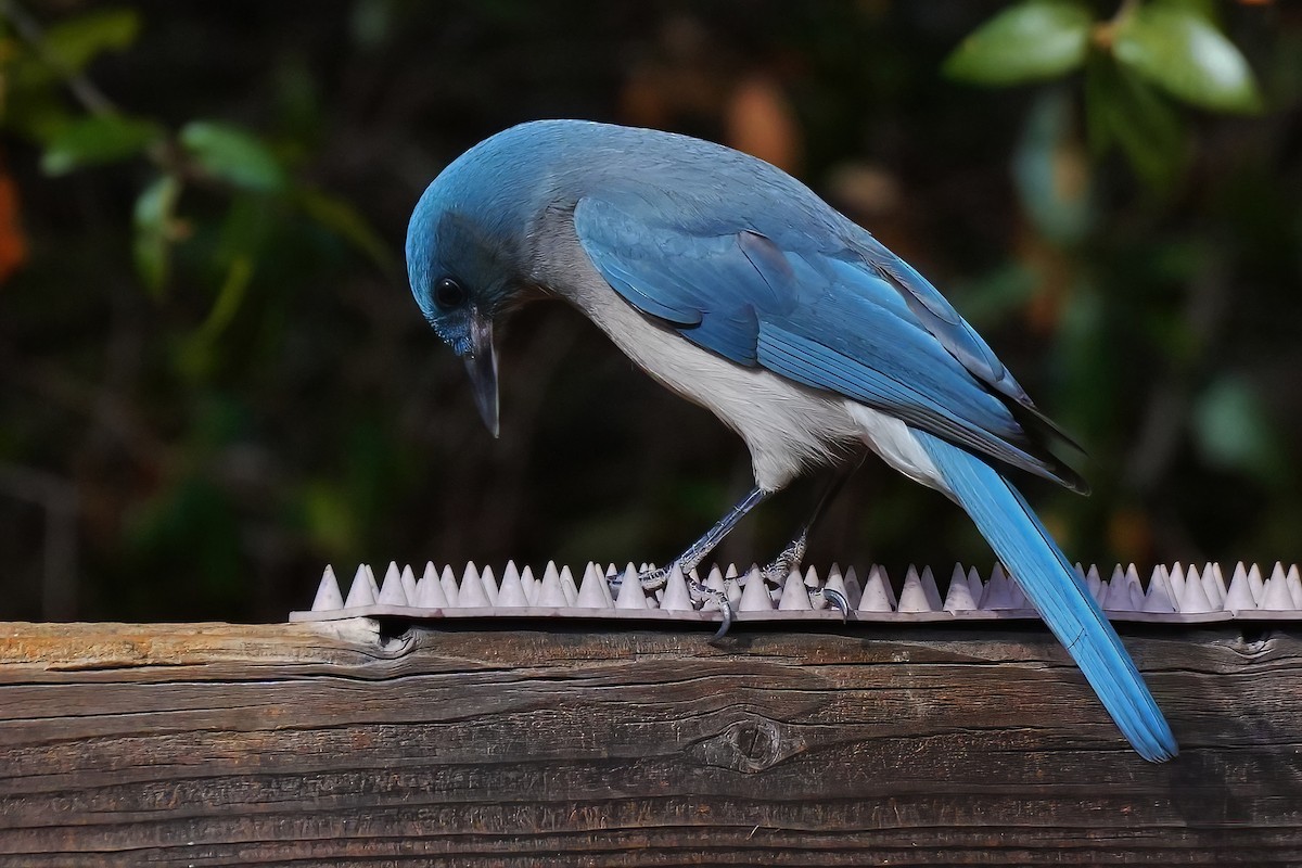 Geai du Mexique - ML647427964