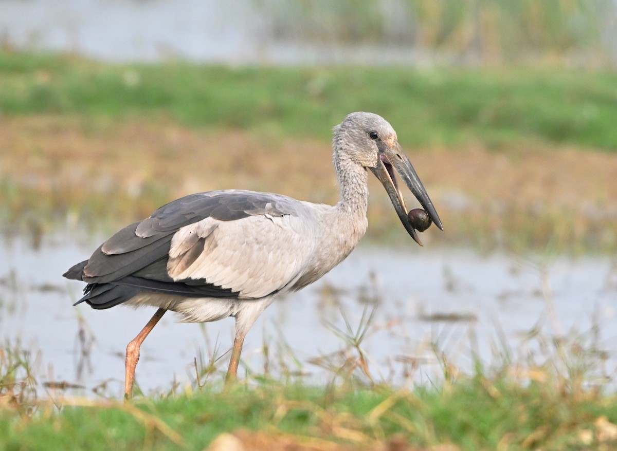 Asian Openbill - ML647427965