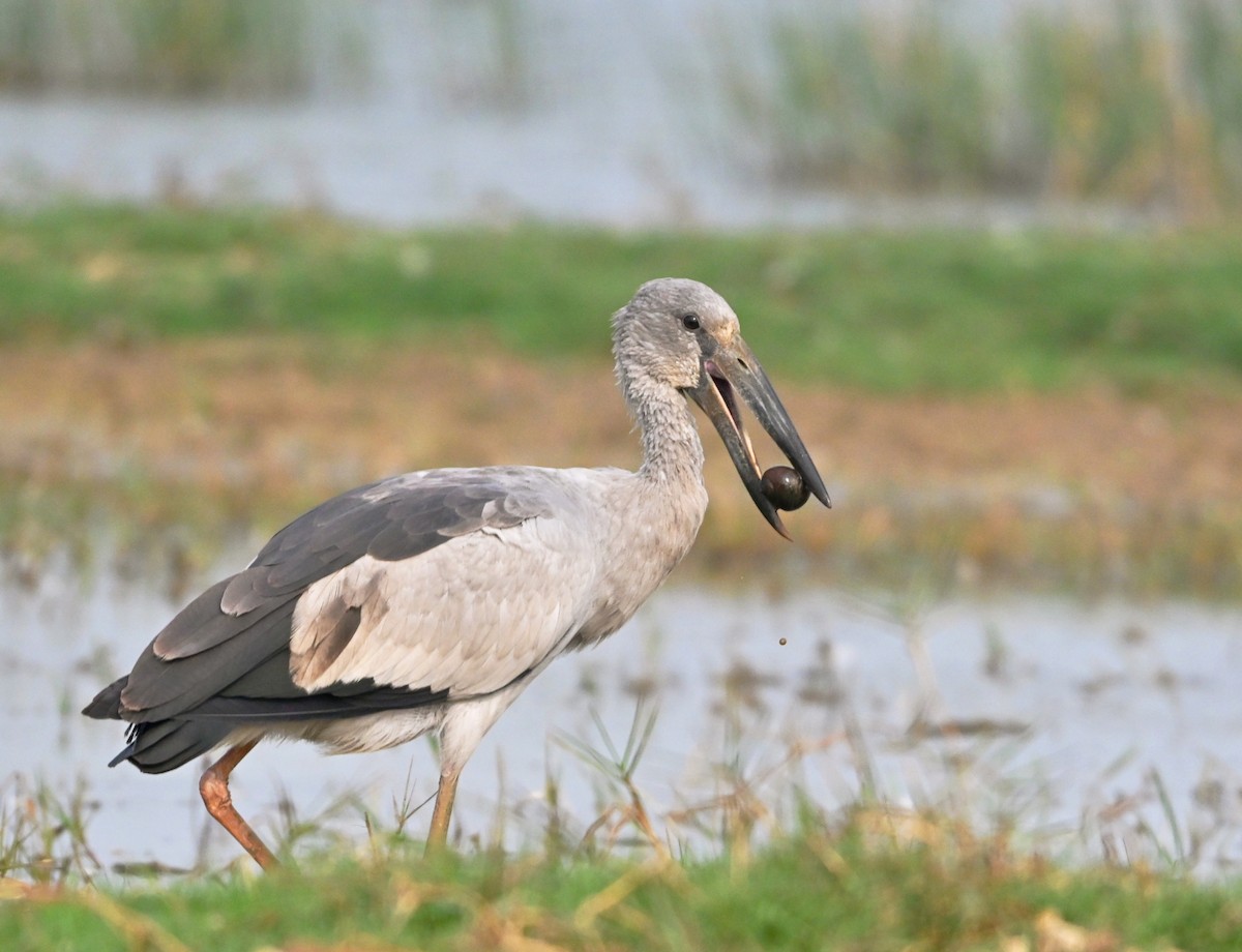 Asian Openbill - ML647427966